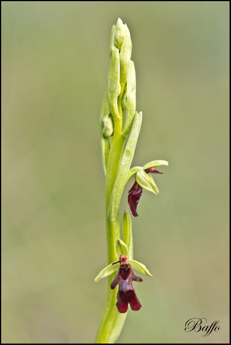 Ophrys insectifera